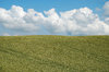 Field and Sky