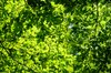 Leaves texture