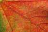 Autumn Texture