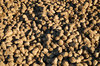 Beet Texture
