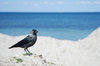 Jackdaw