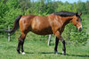 Horse 2