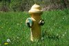 Fire Hydrants 1