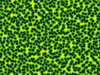 Cell Mess