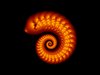 Spiral shell 4