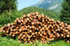 Wood