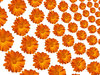 Flower Warps 1