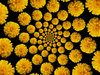 Flower Warps 3