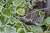 Frosty Leaves 2