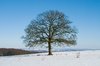 Solitary Tree February