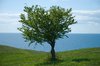 Tree on Green Hills