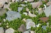 Rocks and Plants