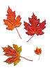 autumn leaf 1