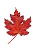 autumn leaf 3