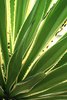 Brazilian Plant