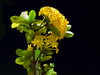 Yellow flower at the night