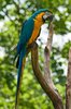Parrot
