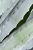Agave