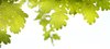 Foliage banner