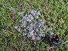 Forest bedding texture