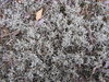 Forest bedding texture