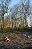 Woodland management