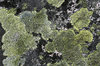 Norwegian lichens