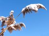 Winter Mood