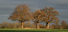 Three oaks