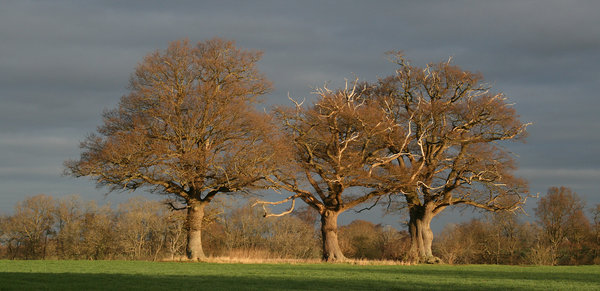 Free Stock Photos Rgbstock Free Stock Images Three Oaks