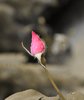 Pink rose