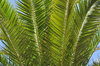 Palm leaves