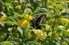 Chilean black butterflly