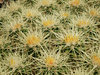 cactus texture