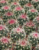 Cactus texture