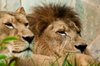 Lions