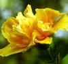 Yellow Hibiscus