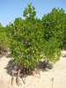 Mangrove