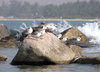Sanderlings