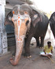 Temple Elephants