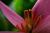 Banana Flower