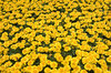 Marigolds
