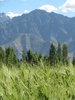Scenic Fields