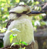 kookaburra