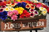 Wood flowers, south of Chile