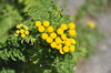 Little yellow flowers