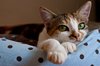 Cat series