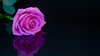 Pink Rose