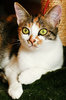 Cat series