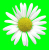 Flower cutout